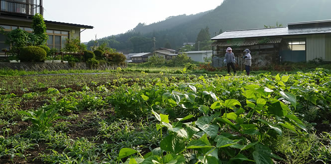自家菜園