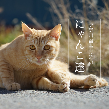 小野川温泉街の猫