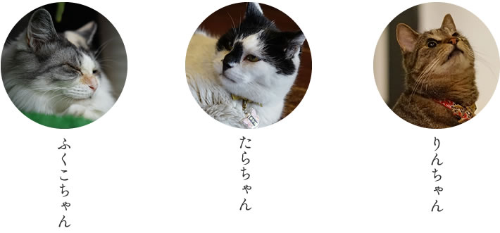 温泉猫